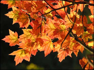 Glowing leaves