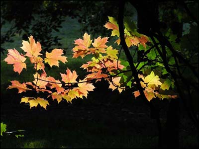 Glowing leaves