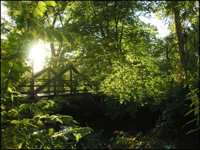 Wooden bridge