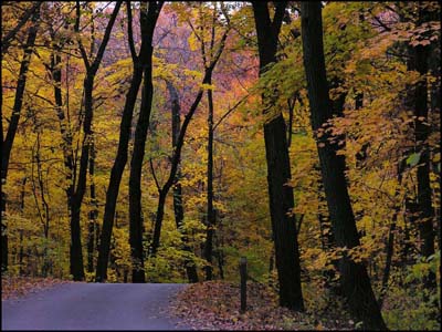 Maple road