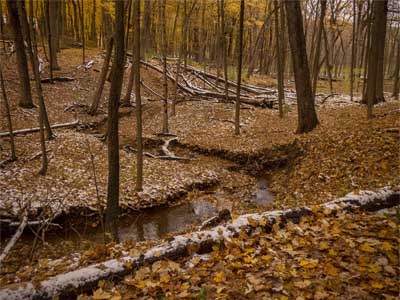 Fall Scene