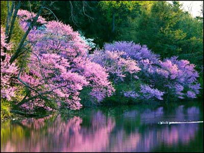 Redbuds