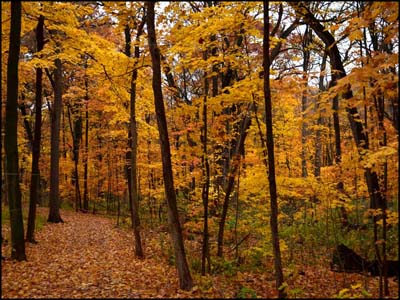 Morton Arboretum